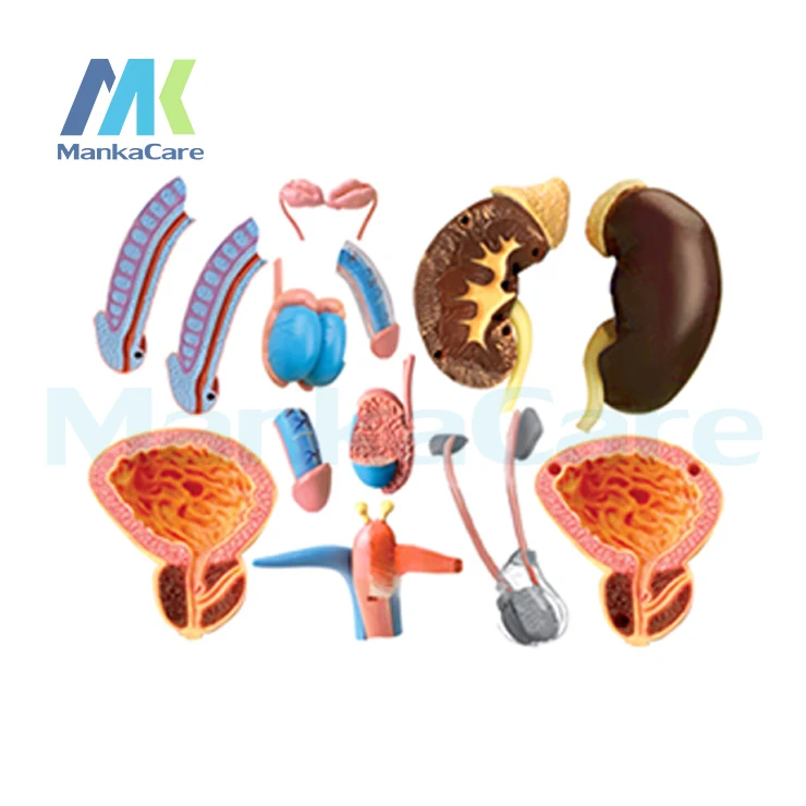 4D мастер человек собранная модель мужской гениталии медицина человека Мужской репро модель анатомии мочевой системы