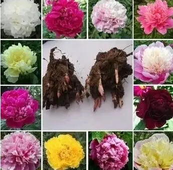 3pcs A Lot Mixed Random Color Peony Flower Bulb It S Bulb Not Seed 100 Real Seed Mix Seed Rosesbulb Energy Aliexpress 3pcs A Lot Mixed Random Color Peony Flower Bulb It S Bulb Not Seed 100 Real Seed Mix Seed Rosesbulb Energy Aliexpress