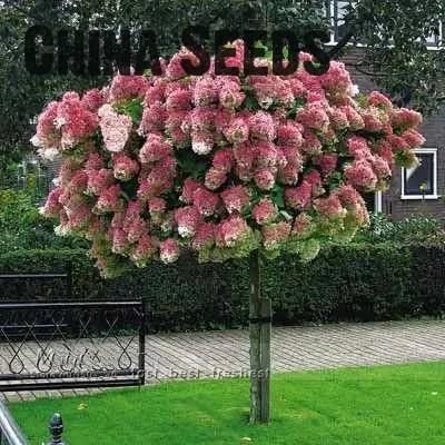 Формировка штамбовой гортензии. Бересклет эмеральд голд на штамбе. На штамбе что это такое. На штамбе что это такое. На штамбе что это такое.