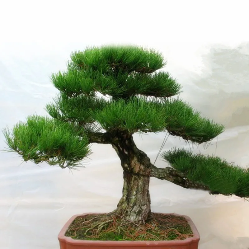 Pine Tree bonsai, Potted bonsai Pinus Landscape bonsai For Home&Garden,Teach you how to grow 20pcs/pack Pine Tree bonsai, Potted bonsai Pinus Landscape bonsai For Home&Garden,Teach you how to grow 20pcs/pack