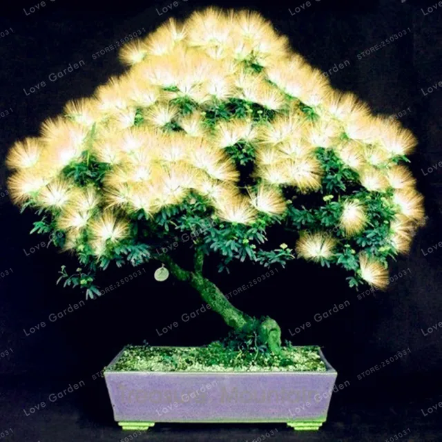 20 Pieces Bonsai Flower Bonsai Called Mimosa Silk Tree Bonsai