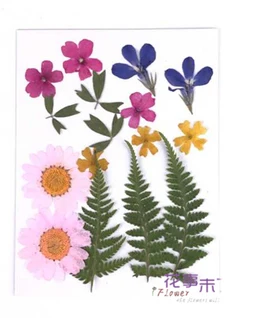 Маленькие сушеные цветы, прессованные цветы, сделай сам, консервированные цветы, украшение для дома, мини-цветы - Цвет: 4.9