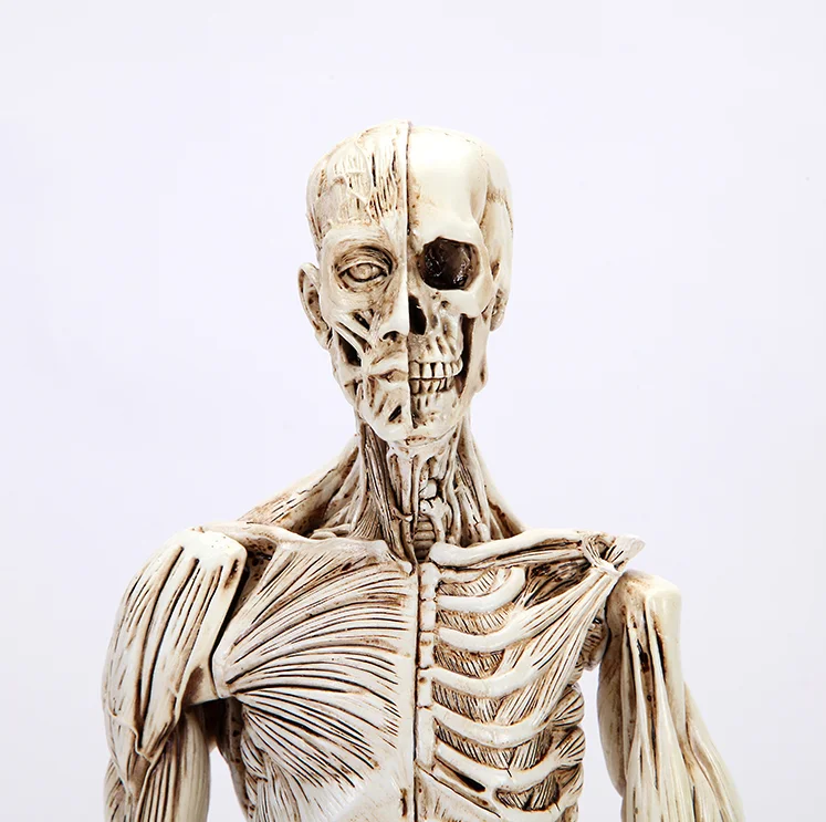 45 см Смола мышцы человеческий череп для изучения анатомии модель для искусства в травматологии медицинская анатомическая модель обучение скелету инструмент