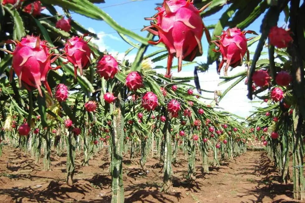 Aliexpress.com : Buy 100pcs white dragon fruit seeds DIY Aliexpress.com : Buy 100pcs white dragon fruit seeds DIY