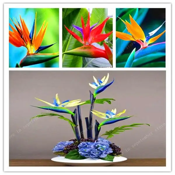 

300 Pcs/Lot Strelitzia Reginae Aiton Bonsai Plants Rare Heaven Bird Flower Potted Planting for Home Garden Decoration