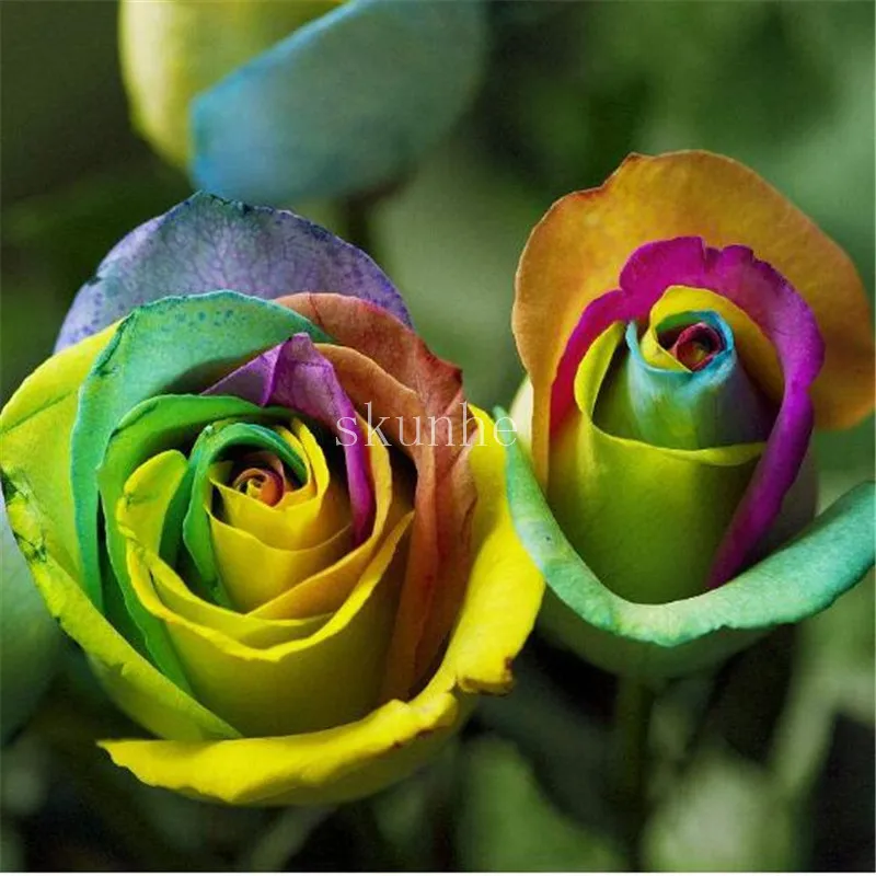 100pcs plants Rare Holland Rainbow Rose Flower Lover Multi-color Plants Home Garden rare rainbow rose flower plants 100pcs plants Rare Holland Rainbow Rose Flower Lover Multi-color Plants Home Garden rare rainbow rose flower plants