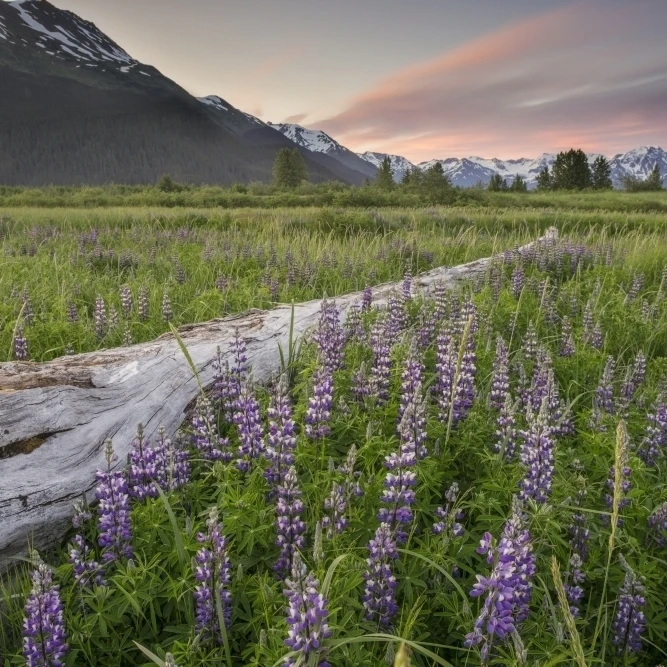 Field of Arctic Lupine near the Turnagain Arm south of Girdwood  Alaska. Poster Print (19 x 12)
