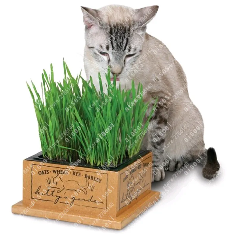 

100 pcs Cat Grass Bonsai Foliage Plant Bonsai Wheat Grass Mint Smell Superior Cat Food For Your Pet Easy To Grow