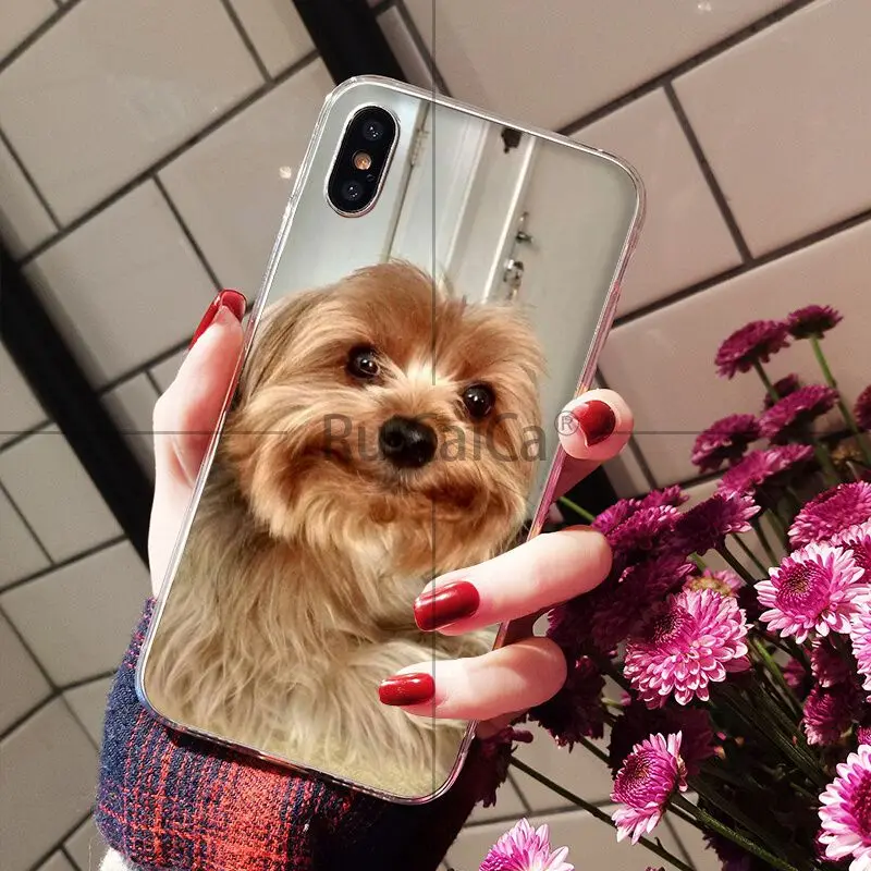 Yorkshire Terrier Dog