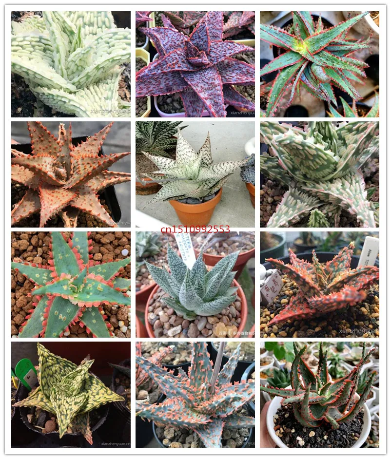 

10pcs Aloe bonsai Mix Excellent Houseplants Succulent Aloe Vera bonsai Use Beauty Edible Cosmetic Bonsai Plants Planting