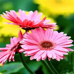 В продаже! Розовый Астер 100/сумка красивая Хризантема бонсай цветок натуральное растение для домашнего сада украшения Бесплатная доставка