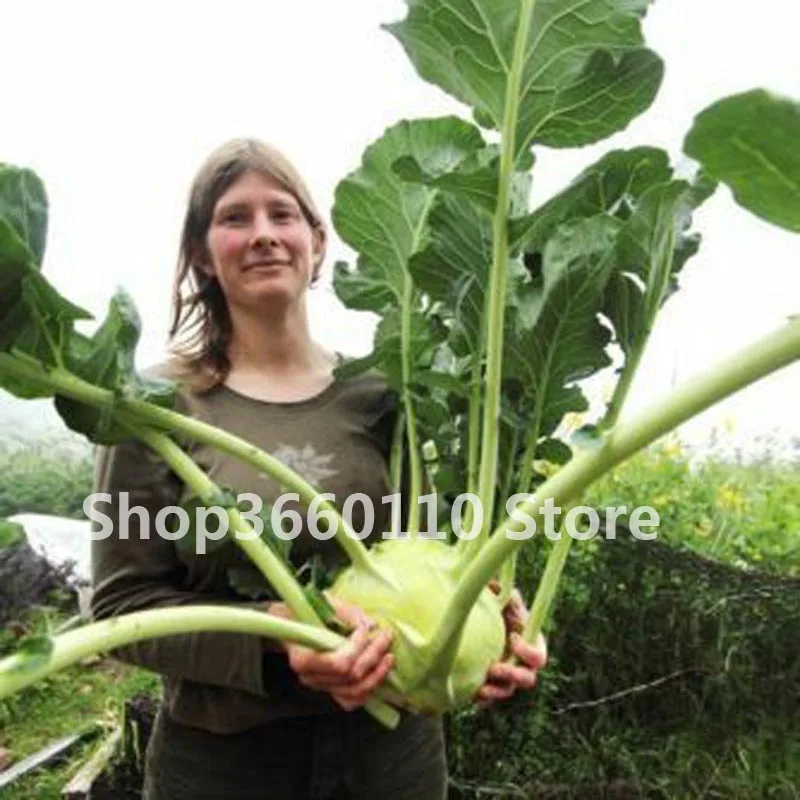 

The Netherlands imported seedsplants vegetables fruit kohlrabi bonsais green vegetable bonsai 100pcs