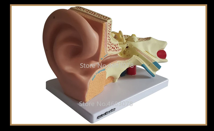 5 раз анатомическая модель человеческого уха, показывающая структуру органов центрального и внешнего ушей, Медицинские Учебные принадлежности 34x23x22 см