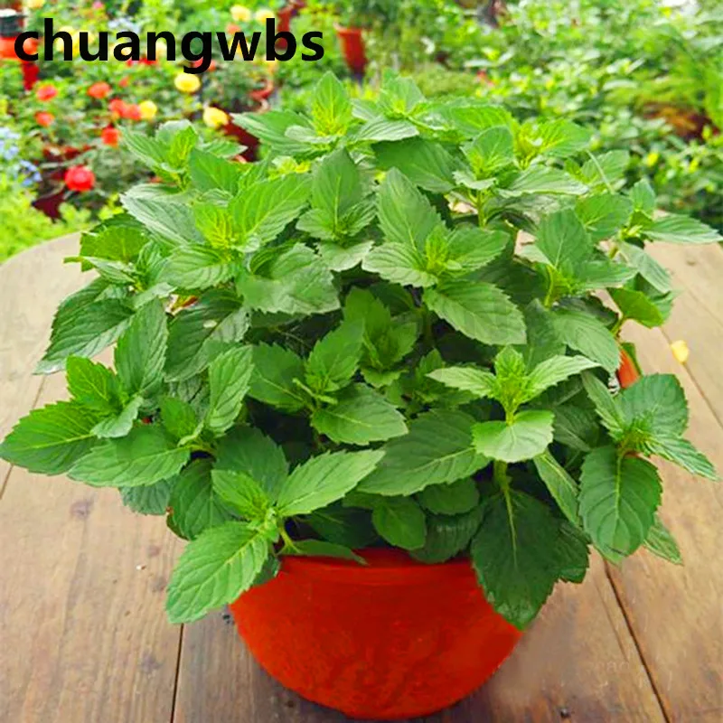

200pcs/bag Mint potted herb edible Plants in bonsai or pot Organic Plantas vegetables for home and garden decoration