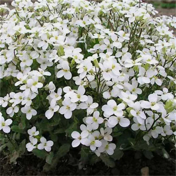 100 PCs torba pełzanie tymianek bonsai rzadki kolor skała CRESS roślina wieloletnia Ziemia okładka kwiat naturalny wzrost dla dom ogród tanie i dobre opinie Bardzo proste Wykluczone Roślina podwórku Upiększających Mini średni duży mały Jesień Konserwy roślin Wieloletnich 100 PCs torba pełzanie tymianek bonsai rzadki kolor skała CRESS roślina wieloletnia Ziemia okładka kwiat naturalny wzrost dla dom ogród tanie i dobre opinie Bardzo proste Wykluczone Roślina podwórku Upiększających Mini średni duży mały Jesień Konserwy roślin Wieloletnich