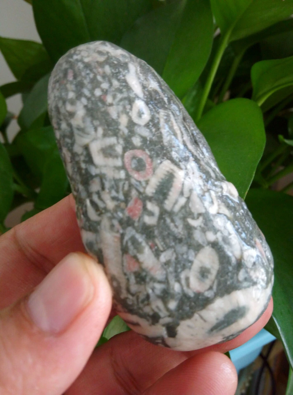 新しい見つける ナチュラルカラーマリンワーム化石ミネラル標本104 8グラム Specimen Aliexpress