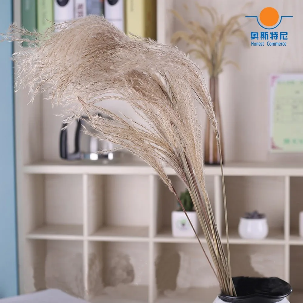 TB246vBXM1J.eBjy0FpXXaMoXXa_!!825409944