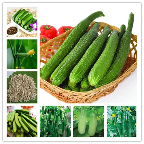 

Big Promotion 100Pcs Cucumber Bonsai Rare Non-GMO Delicious Cucumber Fruit and Vegetable Plant for Home Garden Planting