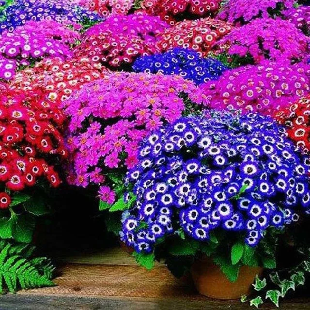 100 seeds, mixed color Cineraria seeds, potted seed, flower seeds for home & garden  Promotion!!
