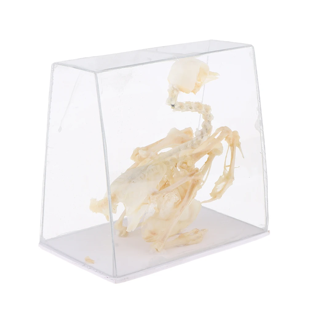 Animal Anatomical Model Pigeon Bird Skeleton Real Statue, Kids Science and Nature Toy, Lab Supplies