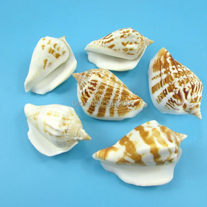 200 Stück Natürliche Muscheln Mini Conch Strand Hochzeit Aquarium Handwerk Dekor