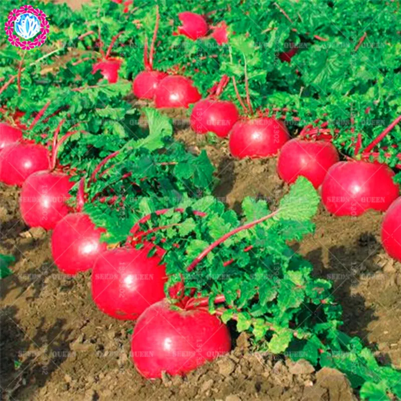 BONSAI 200pcs Red Radish Organic Bonsai Plants Edible Carrot Giant Non-GMO Vegetable Planting Potted for Home Garden Supplies BONSAI 200pcs Red Radish Organic Bonsai Plants Edible Carrot Giant Non-GMO Vegetable Planting Potted for Home Garden Supplies