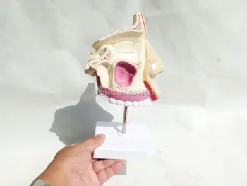 

Human skeleton anatomical model Nasal Cavity anatomy anatomy dental brain vein viewer in trauma anatomia Exploded skull