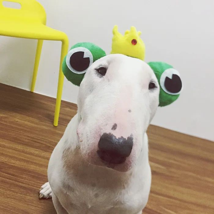 Dog head accessories, pet headdress,Pet hair bands, pet accessories, dog jewelry,Funny Dogs