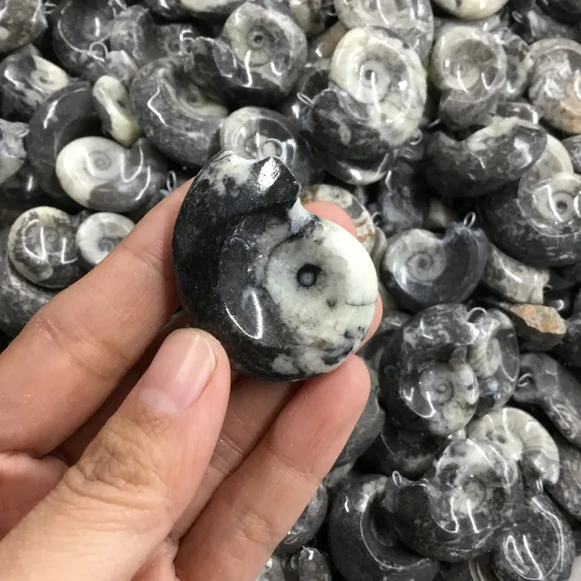 Cheap Natural Fossils crystal Pendant conch Fossil Stone Crystal Pendant for gift Cheap Natural Fossils crystal Pendant conch Fossil Stone Crystal Pendant for gift