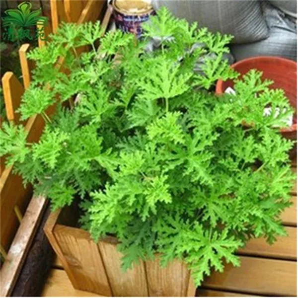 

200 pcs/bag Mosquito Repelling Grass for Garden Home Bonsai Plant.Easy planting Indoor Plant Potted Plants Purify the Air