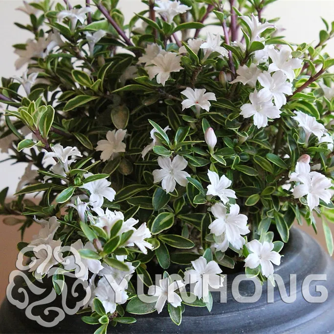 Lawn Grass Seeds 100 Pcs Seeds Helleborus Plants Garden Flowers Bonsai Desert Rose Free Shipping Home Garden