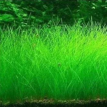 10g/bag Aquarium Grass Seeds Fish Tank Indoor Aquatic Water Plants Decor Rock Lawn Garden Foreground Planting Landscape Ornament 1 10g/bag Aquarium Grass Seeds Fish Tank Indoor Aquatic Water Plants Decor Rock Lawn Garden Foreground Planting Landscape Ornament 1