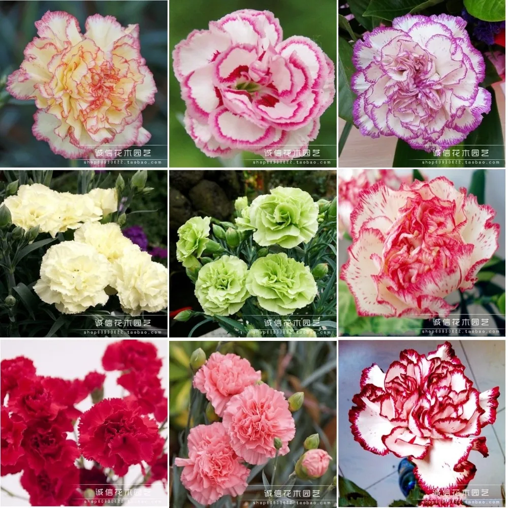 Compare Prices on Carnation Colors Online Shopping/Buy Low Price