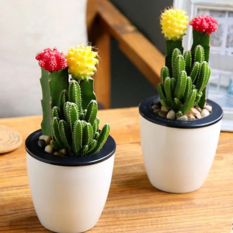 Popular Cactus Succulent PlantsBuy Cheap Cactus Succulent Plants lots