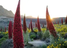 Echium wildpretii, башня драгоценности, 10 Редкие Семена, гигантский розовый цветет, странно, А засухоустойчивых, олень доказательство зон 9 до 11