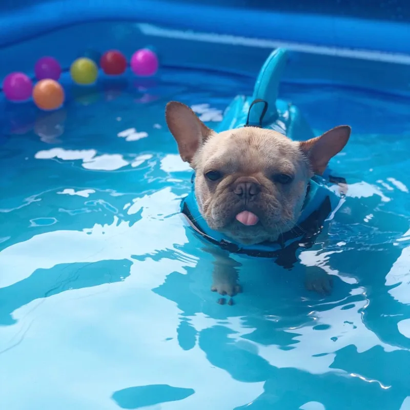 Shark Dog Life Jacket Safety Swimwear Dog Clothes Pet Life Vest Summer Dog Swimming Clothing French Bulldog Pug Jacket  14