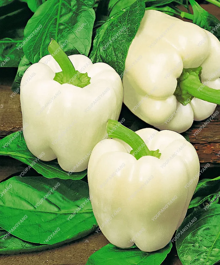 Какие сорта перцев болгарских. Семена перца сладкого раннего толстостенного для открытого грунта. Какие сорта перцев болгарских. Перец сладкий белый. Ультраскороспелые сорта перцев.