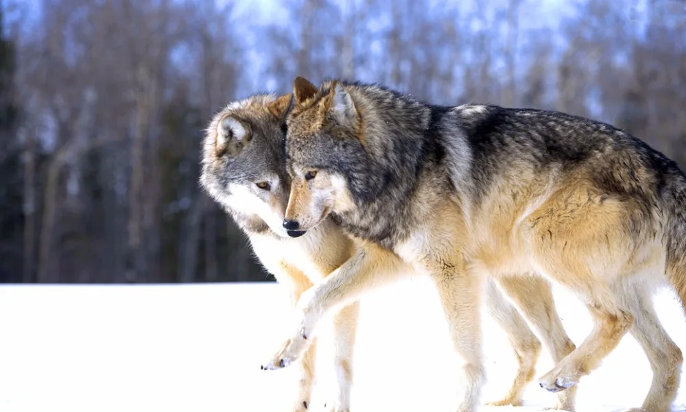 O-White Wolf-09(100x60)