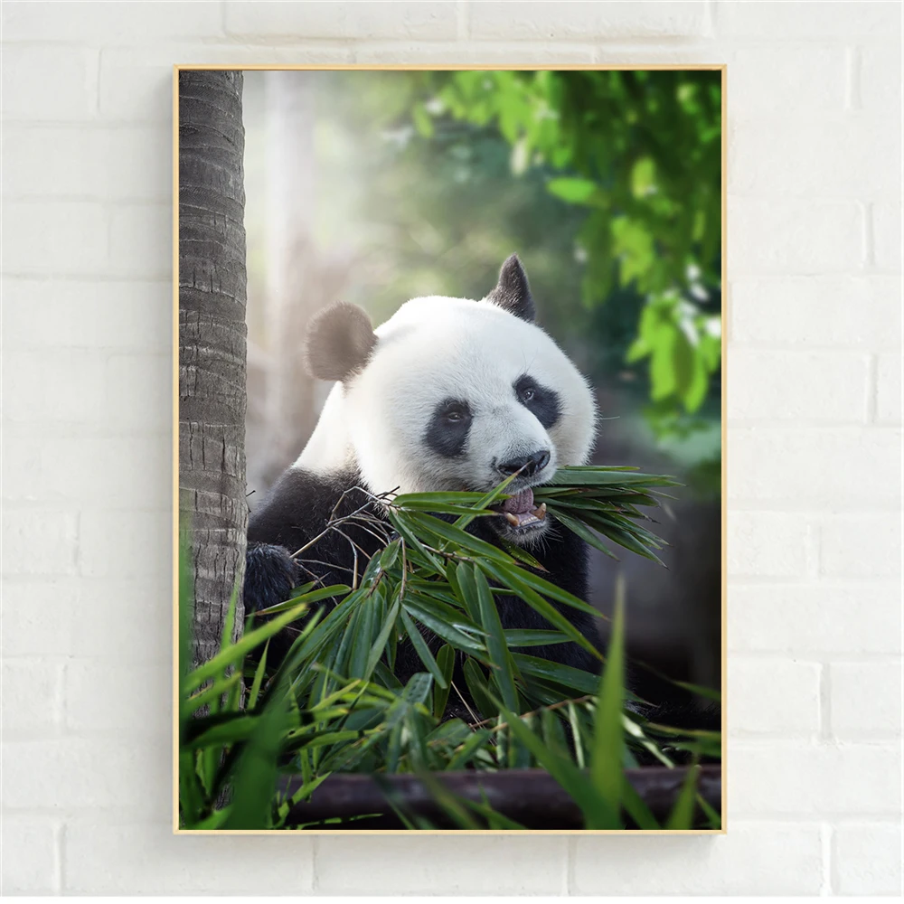 Панды сидячие медведи современные картины для украшения стены для гостиной украшения милый китайский плакат панды подарок из бамбука