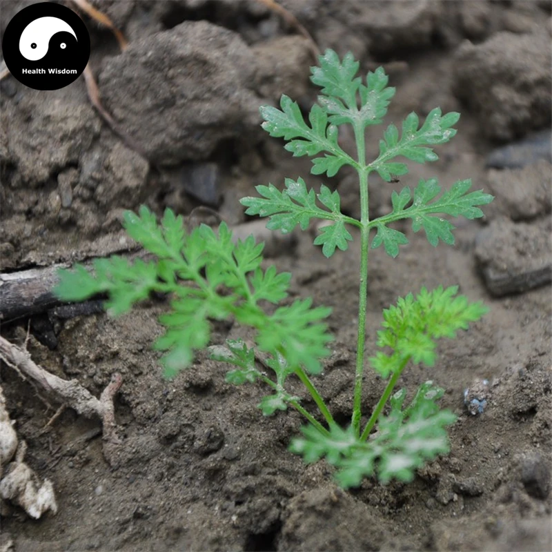 Buy Real Peru Maca Semente 100pcs Plant Lepidium Meyenii Walp For Peruvian Ginseng