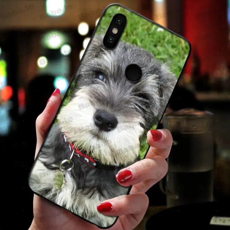 Miniature schnauzer puppy dog