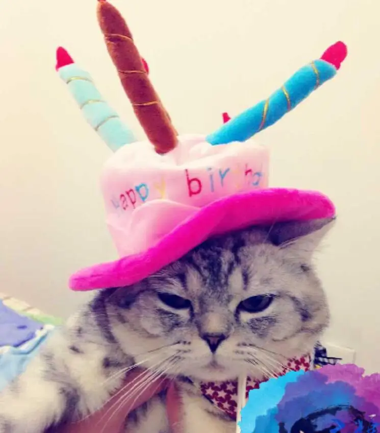 Joyeux Anniversaire Chat Casquettes Mignon Pet Chat Chapeau Chat Custome Cosplay Chapeau Pour Petit Chat Pet Livraison Taille 10 Cm Diametre Aliexpress Joyeux Anniversaire Chat Casquettes Mignon Pet Chat Chapeau Chat Custome Cosplay Chapeau Pour Petit Chat Pet Livraison Taille 10 Cm Diametre Aliexpress