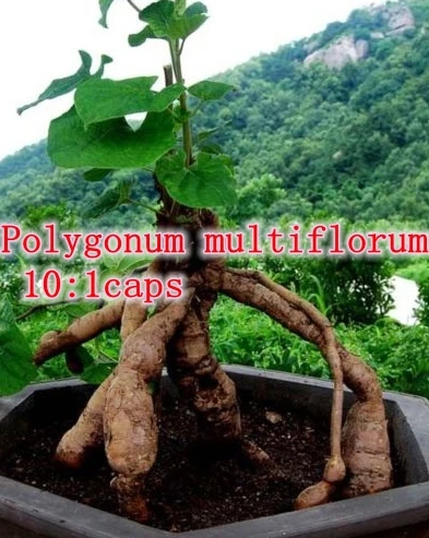 

1pack ho shou wu extract (Polygonum multiflorum)10:1caps 350mg x 300pcs free shipping