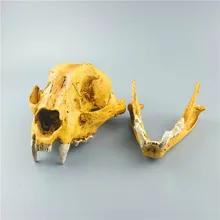 2018 Hot Sale Limited Mrzoot Wolf Skull Dog Feline Model Home Decoration Resin Decorations Crafts Medical Teacher Specimen 2018 Hot Sale Limited Mrzoot Wolf Skull Dog Feline Model Home Decoration Resin Decorations Crafts Medical Teacher Specimen