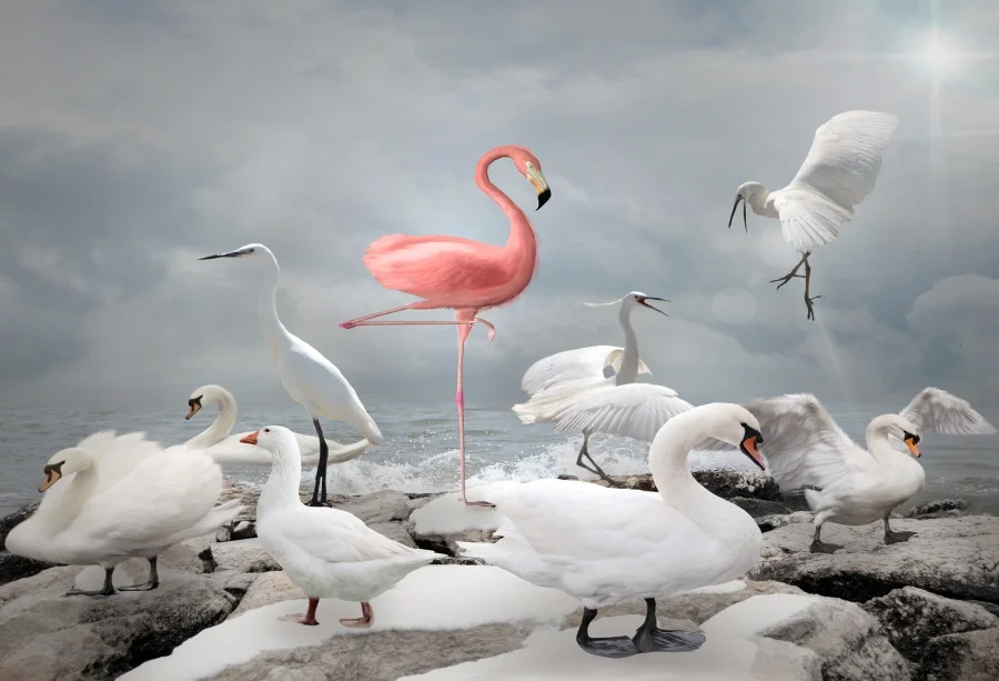

Laeacco Sea Stone Wave Crane Flamingo Baby Children Photography Background Customized Photographic Backdrop For Photo Studio
