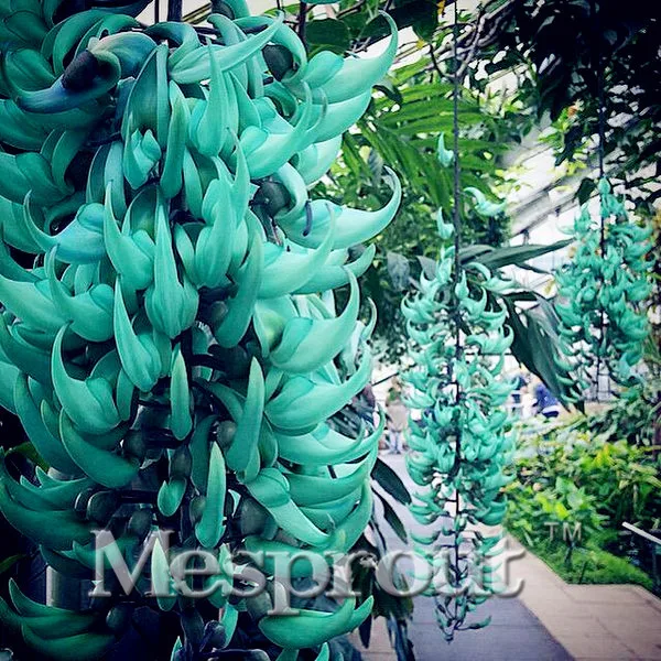 

2019 Big Promotion 10 PCS Endangered Jasper Vine Bonsai Strongylodon Macrobotrys Blue Light Jasper Vine Flowers Tree Bonsai For