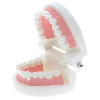 

kids Early education toys Brushing training Oral cavity Teeth Dental model Enlightenment education toy