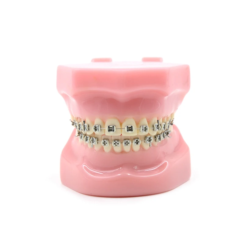 

New Arrival Dental Orthodontics Typodont Teeth Model Metal Brace bracket Typodont with Arch Wire