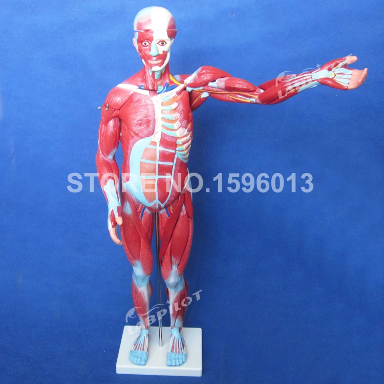 334 muscle model (5)
