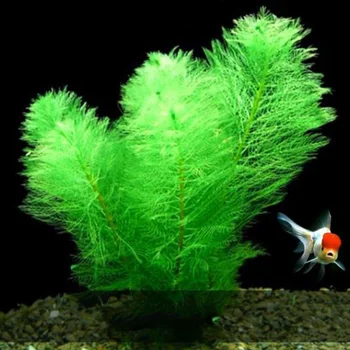 

32cm long Plastic Simulation Grass Landscape Aquatic Plants Decoration for Aquarium